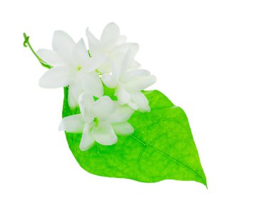 Beyaz arka plan üzerinde beyaz Yasemin çiçeği izole, yakın çekim.