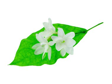 Beyaz arka plan üzerinde beyaz Yasemin çiçeği izole, yakın çekim.