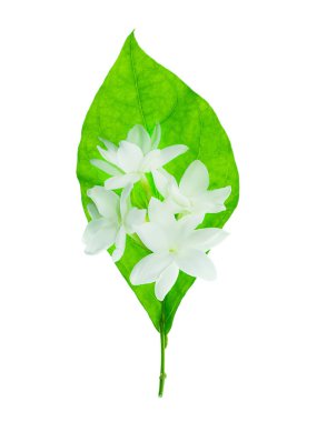 Beyaz arka plan üzerinde beyaz Yasemin çiçeği izole, yakın çekim.