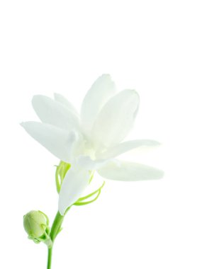 Beyaz arka plan üzerinde beyaz Yasemin çiçeği izole, yakın çekim.