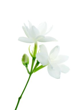 Beyaz arka plan üzerinde beyaz Yasemin çiçeği izole, yakın çekim.