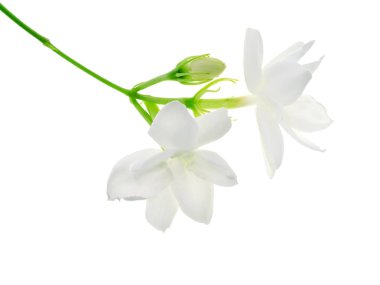 Beyaz arka plan üzerinde beyaz Yasemin çiçeği izole, yakın çekim.