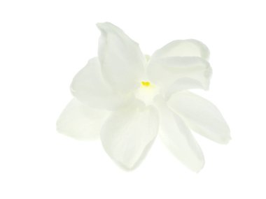 Beyaz arka plan üzerinde beyaz Yasemin çiçeği izole, yakın çekim.