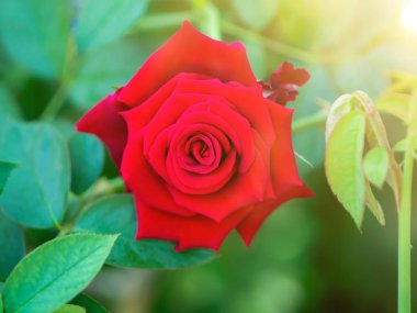 Şam kırmızı gül çiçek (Rosa damascena) güneş ışığı ile yeşil arka plan.