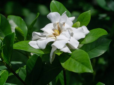 Gardenya jasminoides koyu yeşil beyaz çiçek yaprakları.
