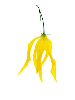 Çin Desmos beyaz arka plan üzerinde çiçek. (Desmos chinensis Lour)