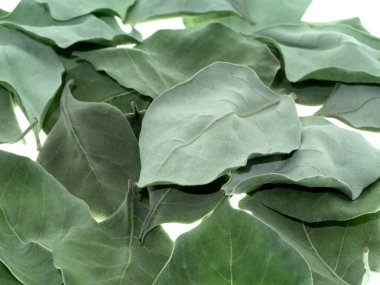 Vitex trifolia bitki kuru yaprakları beyaz arka plan üzerinde kapatın.