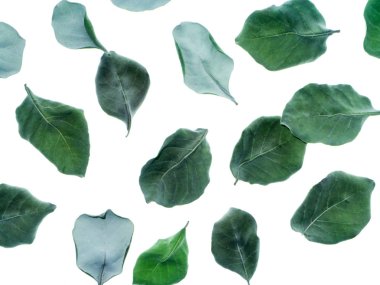 Vitex trifolia bitki kuru yaprakları beyaz arka plan üzerinde kapatın.