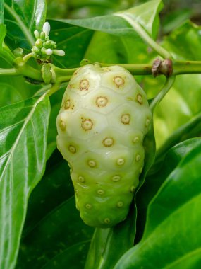Ham Hint dut meyve ağacı üzerinde. (Morinda citrifolia)