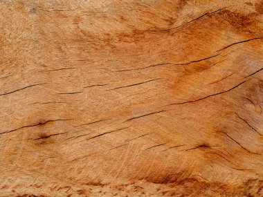 Okaliptüs ahşap arka plan doku. (Eucalyptus globulus Labill)