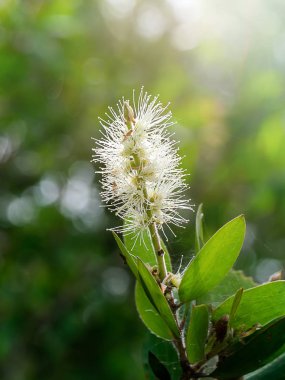 Kajuput ağacının, süt ahşap, kağıt kabuk ağaç (Melaleuca quinquenervia) ışık ile beyaz çiçek kadar kapatın.