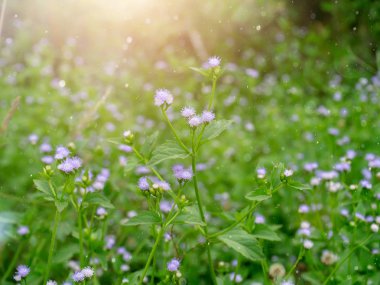Yumuşak menekşe çiçek çim (Praxelis clematidea bitki) ışık yüzen ile güneş ışığı kapatmak.