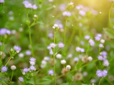 Yumuşak menekşe çiçek çim (Praxelis clematidea bitki) ile güneş ışığı ve kayan ışık kapatın.