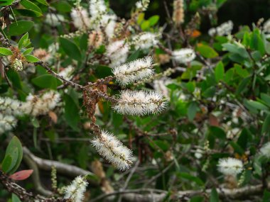 Kajuput ağaç, süt ahşap, kağıt kabuk ağacı (Melaleuca quinquenervia beyaz çiçek kadar kapatın).