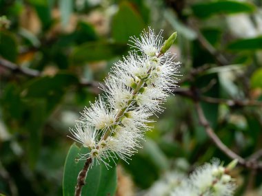 Kajuput ağaç, süt ahşap, kağıt kabuk ağacı (Melaleuca quinquenervia beyaz çiçek kadar kapatın).