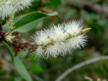 Kajuput ağaç, süt ahşap, kağıt kabuk ağacı (Melaleuca quinquenervia beyaz çiçek kadar kapatın).