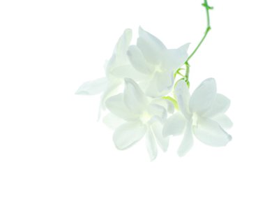 Alan beyaz zemin üzerine beyaz Yasemin çiçeği izole, yakın çekim.