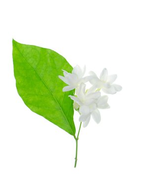 Beyaz arka plan üzerinde beyaz Yasemin çiçeği izole, yakın çekim.