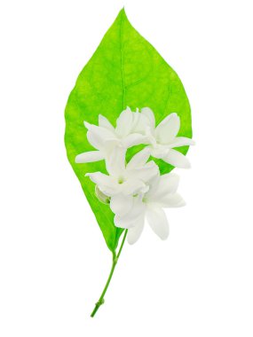 Beyaz arka plan üzerinde beyaz Yasemin çiçeği izole, yakın çekim.