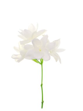 Beyaz arka plan üzerinde beyaz Yasemin çiçeği izole, yakın çekim.