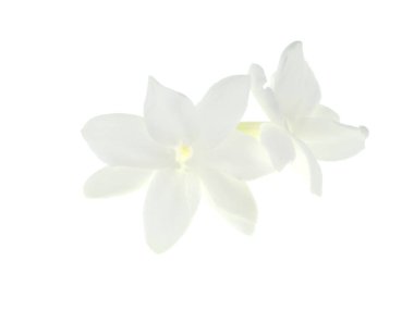 Beyaz arka plan üzerinde beyaz Yasemin çiçeği izole, yakın çekim.