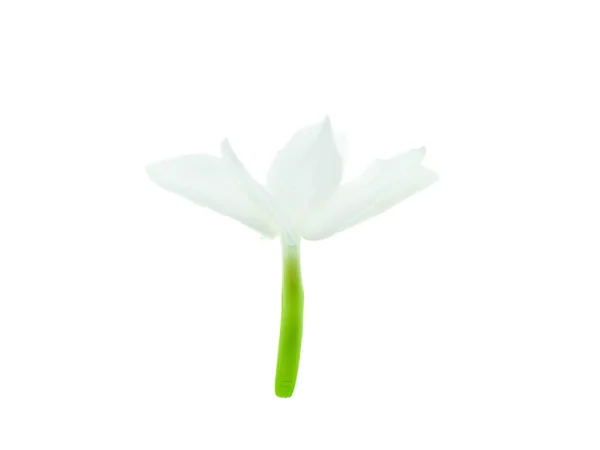 Close Van Witte Jasmijn Bloem Isolaat Witte Achtergrond — Stockfoto