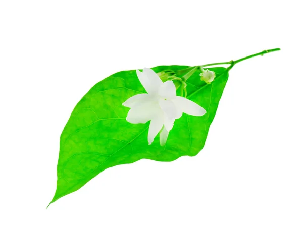 Close White Jasmine Flower Isolate White Background — Stock Photo, Image