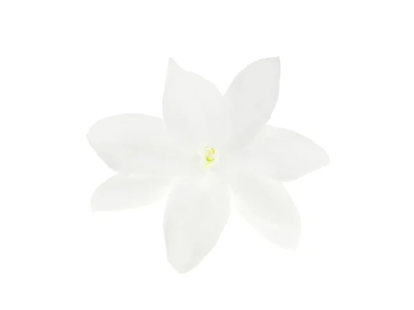 Gros Plan Isolat Fleurs Jasmin Blanc Sur Fond Blanc — Photo