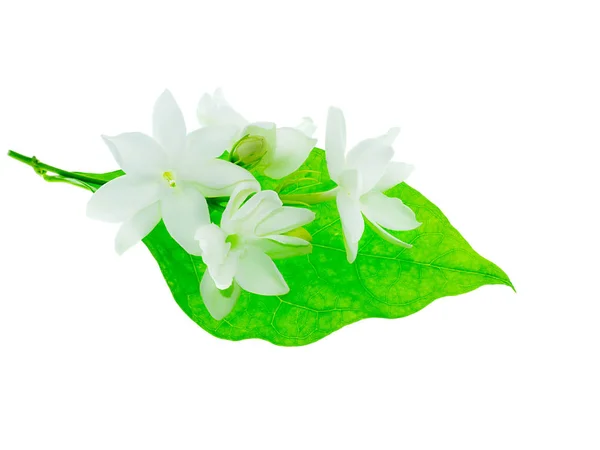 Close White Jasmine Flower Isolate White Background — Stock Photo, Image