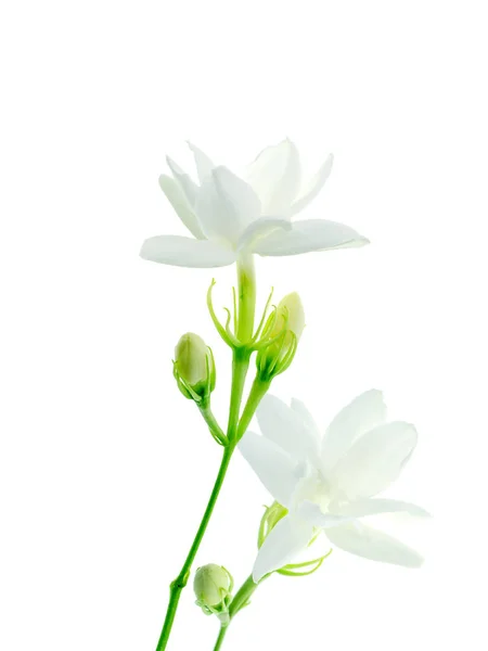 Close White Jasmine Flower Isolate White Background — Stock Photo, Image