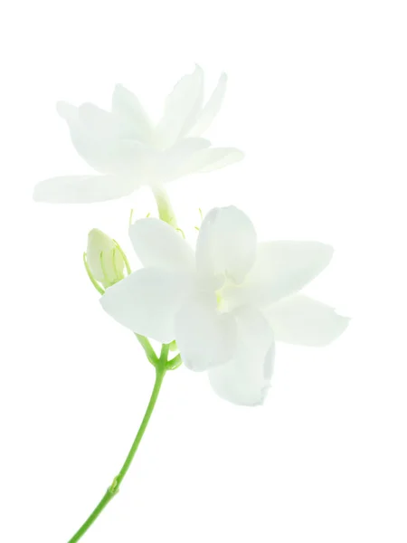 Nahaufnahme Der Weißen Jasminblüte Isolieren Auf Weißem Hintergrund — Stockfoto