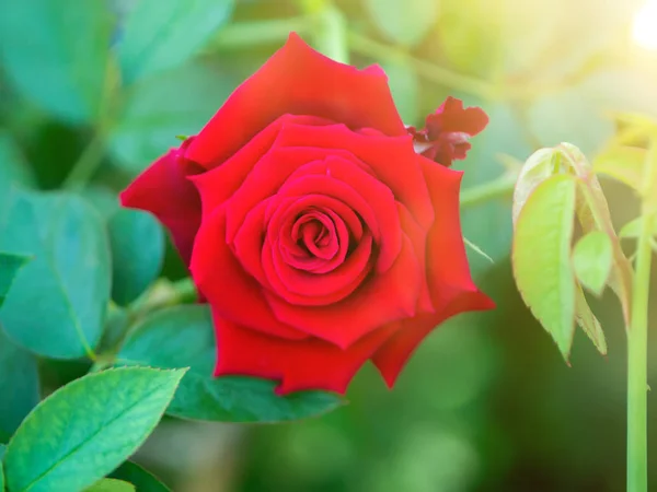 Rojo Damasco Rosa Flor Rosa Damascena Fondo Verde Con Luz —  Fotos de Stock