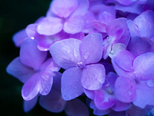 Makrobild Hortensienblüte Aus Nächster Nähe — Stockfoto