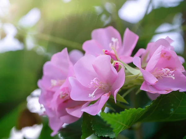 将粉红色的 Dombeya 花与叶子紧密地结合在一起 — 图库照片