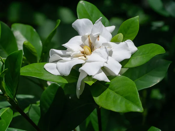 Die Weiße Blüte Von Gardenia Jasminoides Den Dunkelgrünen Blättern — Stockfoto