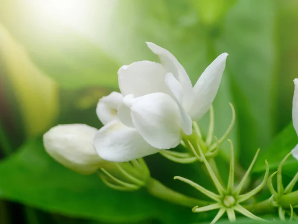 Закрыть Белый Цветок Жасмина Светом — стоковое фото