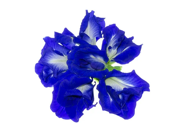 Niebieski Kwiat Grochu Lub Grochu Motyl Kwiat Klitoria Ternateńska Białym — Zdjęcie stockowe