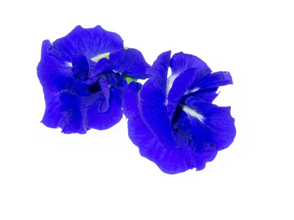 Niebieski Kwiat Grochu Lub Grochu Motyl Kwiat Klitoria Ternateńska Białym — Zdjęcie stockowe