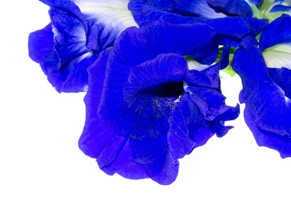 Bliska Kwiat Niebieski Grochu Lub Kwiat Motyl Grochu Klitoria Ternateńska — Zdjęcie stockowe