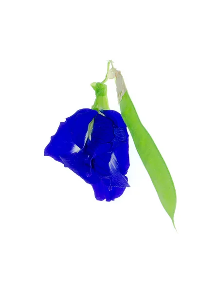 Niebieski Kwiat Grochu Lub Kwiat Motyl Grochu Klitoria Ternateńska Pod — Zdjęcie stockowe