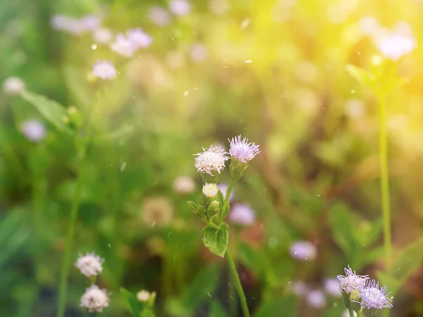 Weiches Violettes Blumengras Praxelis Clematidea Sonnenlicht Mit Schwebendem Licht Schließen — Stockfoto