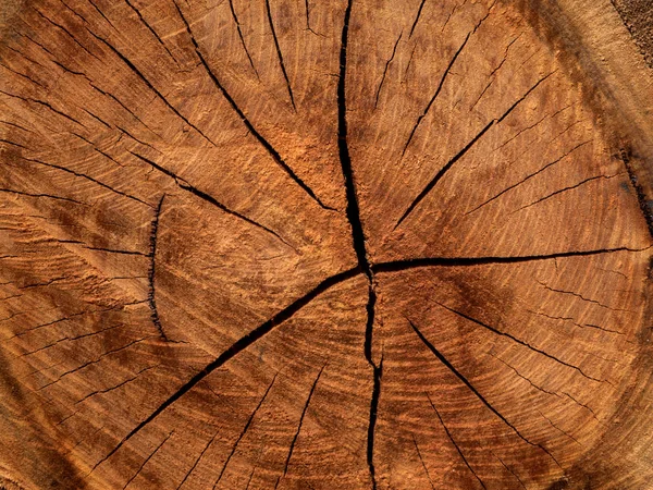 桉树木材的质地背景 桉树桉桉 — 图库照片