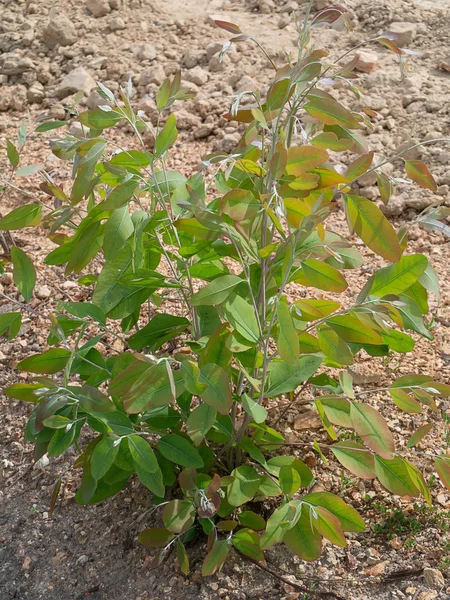 Árbol Eucalipto Creciendo Eucalyptus Globulus Labill — Foto de Stock