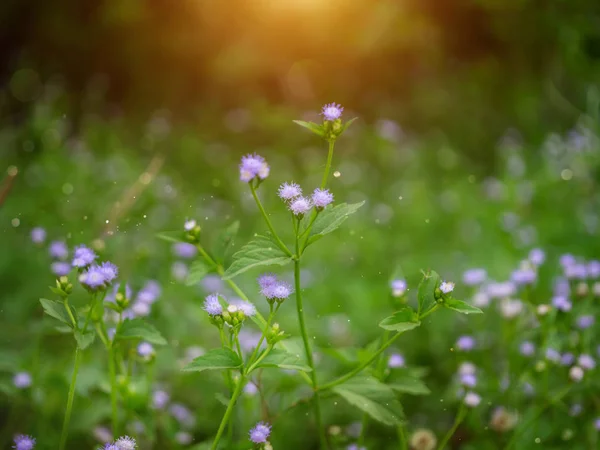 Cierre Suave Flor Violeta Hierba Praxelis Clematidea Planta Con Luz — Foto de Stock