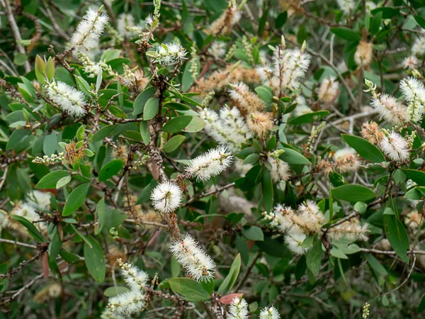 Beyaz Çiçek Kajuput Ağaç Süt Ahşap Kağıt Kabuk Ağacı Melaleuca — Stok fotoğraf