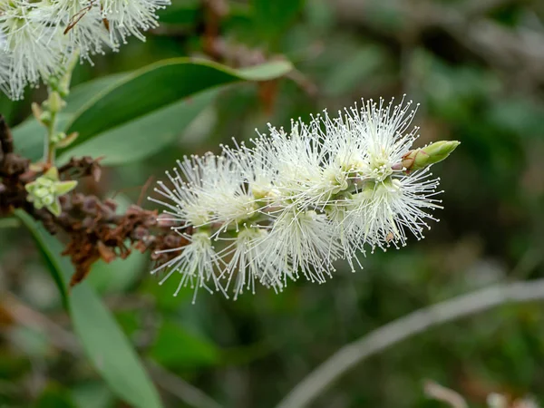 Cajuput 牛奶木 纸树皮树 Quinquenervia 的白色花朵 — 图库照片