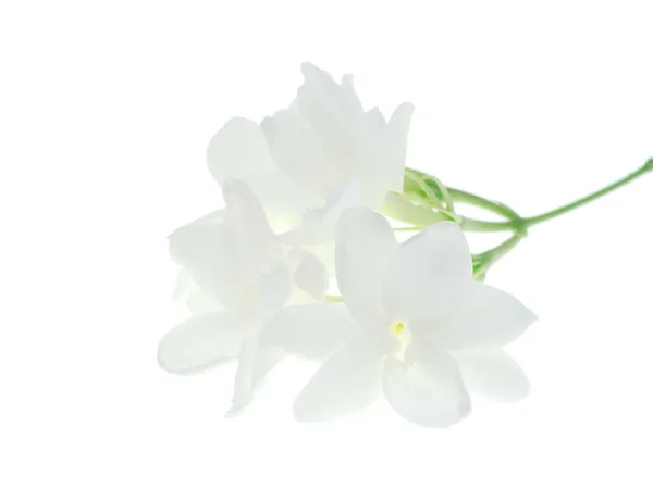 Fehér Jázmin Virág Izolátum Fehér Háttér Közelről — Stock Fotó