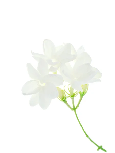 白い背景に白いジャスミンの花分離のクローズ アップ — ストック写真