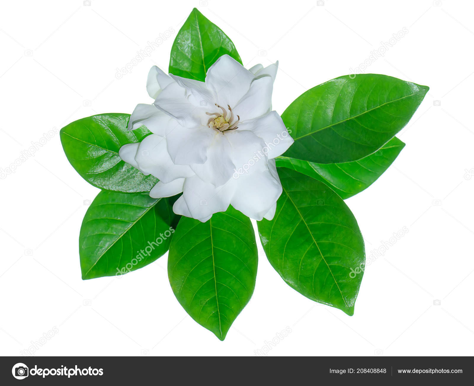 Color gardenia fotos de stock, imágenes de Color gardenia sin royalties |  Depositphotos