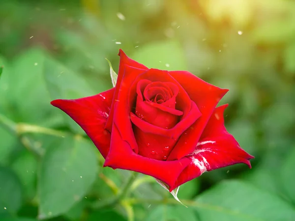 Red Rose flower in soft green background with sunlight.